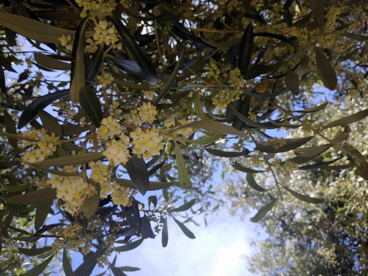 Vacanza In Ogliastra Tertenìa Dış mekan fotoğraf