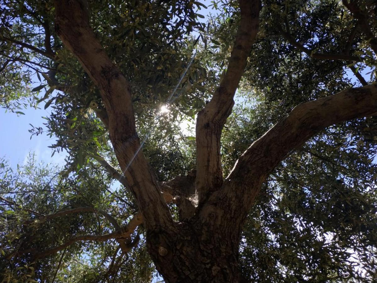Vacanza In Ogliastra Tertenìa Dış mekan fotoğraf