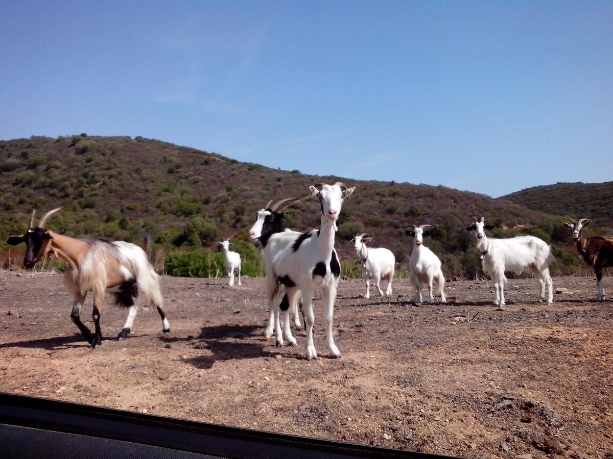 Vacanza In Ogliastra Tertenìa Dış mekan fotoğraf